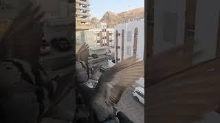 #Feeding #time #pigeons #morning #oman #muscat # daily