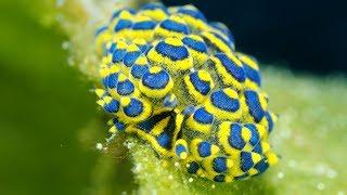 "Nudibranchs in Motion" - Wonderful Diving in Tulamben, Bali Indonesia 2019 (4K-Video)