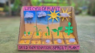 Inspire award science projects 2024 - Life cycle of plant | Inspire award ideas