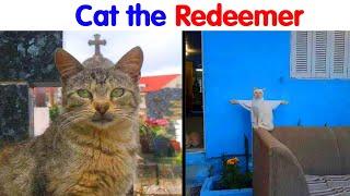 People And The Internet Got Quite Literally ‘Blessed’ By Cats - funny cat