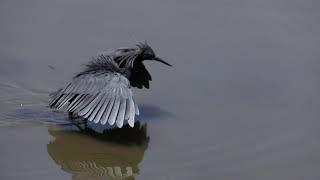 Black Heron Display