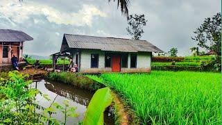 Hidup Sederhana Di Kampung Yang Indah Tengah Sawah, Pedesaan Jawa Barat.