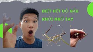 Cách Diệt Cỏ Gấu Hiệu Quả Nhất Không Cần Nhổ Tay