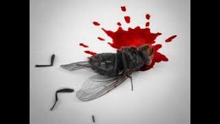 Messor Structor vs Fly