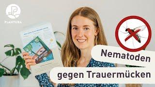 Nematoden gegen Trauermücken: So bekämpft ihr die lästigen schwarzen Fliegen!