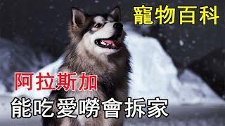 【阿拉斯加雪橇犬（Alaskan Malamute）】既是溫順的回頭率收割機，也是愛聊天愛撕家的大胃王