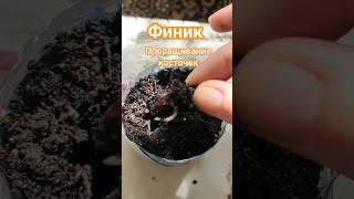 ФИНИК  Проращивание косточек. 0-10 день