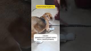 Такие разные, но одинаково любимые!️