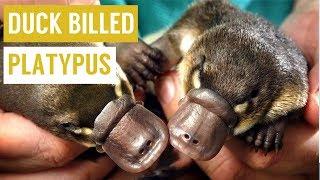 Hand Feeding Friendly Baby Playtpus Compilation