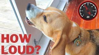 How Loud is a Beagle Bark? How many Decibels?