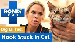  Fish Hook Is Caught In Cat's Paw | FULL CLIP | Bondi Vet