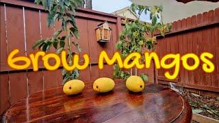 Grow Mangos for All Languages