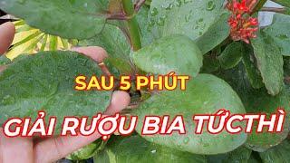 GIẢI RƯỢU BIA NHANH TỨC TỐC ,AN TOÀN HIỆU QUẢ NHANH TRONG 10 PHÚT.