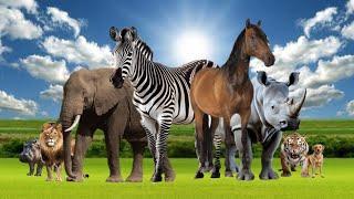 Wild Animal Sounds - Horse, Tiger, Lion, Dog, Elephant, Zebra, Hippo