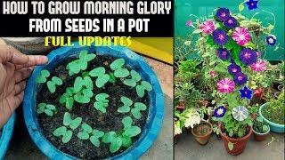 How To Grow Morning Glory From Seed (FULL INFORMATION)