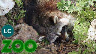 Raccoon 4K (Procyon lotor) Waschbär, mapache boreal, Guaxinim, Raton laveur, procione