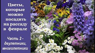  Цветочные культуры, которые можно посадить на рассаду в феврале. Часть 2 Двулетники и многолетники