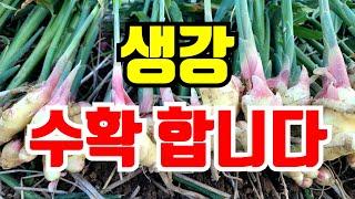 생강 판매 끝났어요. 올해 작황은