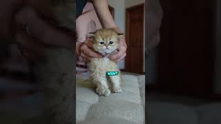 Wow! They can really dance #goldenwhiskerscattery #kittens #britishshorthair #britishlonghair