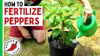 How To Fertilize Peppers (Complete Guide) - Pepper Geek