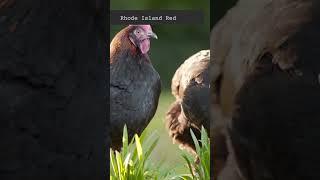 All about Chicken Breeds | Rhode Island Red