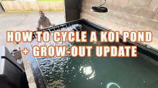 HOW TO CYCLE A KOI POND + GROW-OUT UPDATE