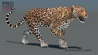 PROmax3D's Animated Leopard 3D Model is a GAMECHANGER for 3D Artists