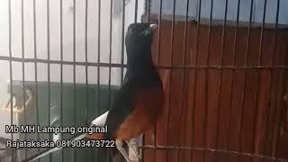 murai langka || MH Lampung original gacor x prestasi..