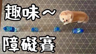 狗狗趣味障礙賽～超簡單的互動小遊戲！