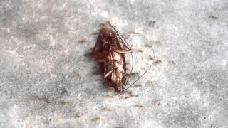 Power Unity of ants