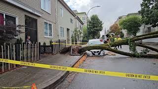 Tree  Knocked Over by a Small Wind  DTES Vancouver Crushing Car  