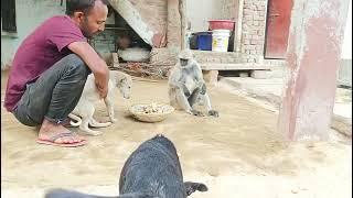 monkey with dog funny video || part 2||Bandar video||langur video||funny monkey video