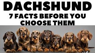 Before you buy a dog - DACHSHUND - 7 facts to consider!  DogCastTv