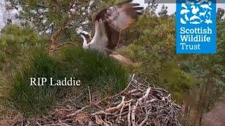 Laddie: News - not foul play. Police and Scottish Wildlife Trust statement 15 May 2024