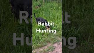 Rabbit Hunting with rabbit hounds #howtotrackarabbit #hunting #doglife