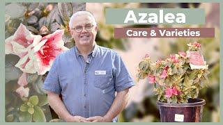 Azalea Varieties & Care Guide | The Greenery Garden & Home