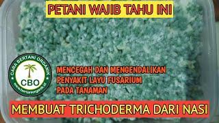 CARA MEMBUAT TRICHODERMA DARI NASI, how to make trichoderma out of rice