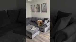 Mr. fluffy 