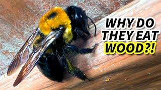 Carpenter Bee Facts: the WOOD BEE  Animal Fact Files