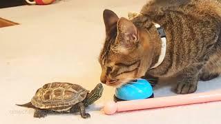 【総集編】スケボー亀と猫たちの日常に爆笑w【Laugh out loud at the daily life of a skateboarding turtle and cats!】