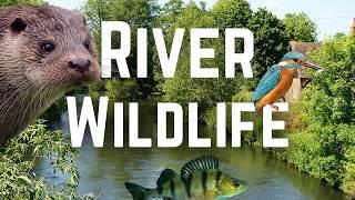 What Wildlife lives in UK Rivers?