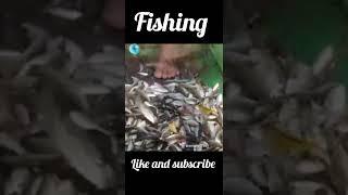 fishing so many fish #shorts #video #fishing #viral