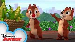 Goofy's Corny Concerto | Chip 'N Dale's Nutty Tales | Disney Junior