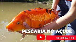 Pescaria de carpa colorida e pesagem usamos de isca massa de trigo com nescau perfeita deu 4 kg