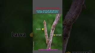 Geometrid Moth || Caterpillar Larva || Concealing type Mimicry