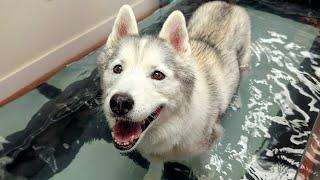 Taking ALL The Huskies to See Memphis on the Water Treadmill!