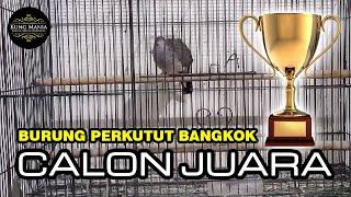 Bagus Buat Pancingan. Suara Burung Perkutut Bangkok Muda Joss. [Koleksi #30]