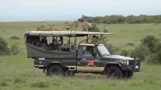 Watch: Cheetahs Jumps Into Tourists' Safari Car in Maasai Mara Reserve in Kenya 