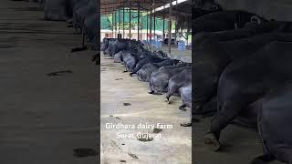 Girdhara dairy farm Surat Gujarat