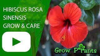 Hibiscus rosa sinensis - ornamental plant & edible leaves & flower